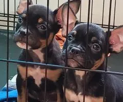 bullys
