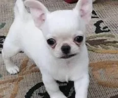 Chihuahua pups for sale